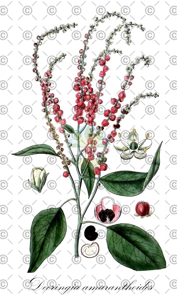 HistAbb_wfo-0000182170_1_ENZY_Simple | Historische Abbildung von Deeringia amaranthoides - Amaranthaceae | Historical Illustration of Deeringia amaranthoides - Amaranthaceae