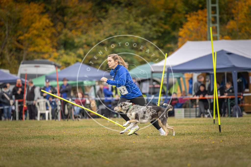 Pfotenfotografie_DV3A3398 | Hundefotografie, Tierfotograf, Pfotenfotografie, Fotoshooting Hund, Hunde Portrait, Hundesport, Hundeportraits, Heideshooting, Hunde, Sportfotograf, Hundefotograf, Turnierhundsport, THS,  - Realisiert mit Pictrs.com