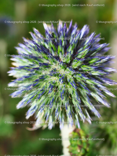 titusgraphy_P7173277-vz-ln | titusgraphy-shop: Geschenkideen mit Qualitätsfotos. titusgraphy-shop: gift ideas with quality photos. titusgraphy-shop: idées cadeaux avec photos de qualité.  - Realisiert mit Pictrs.com