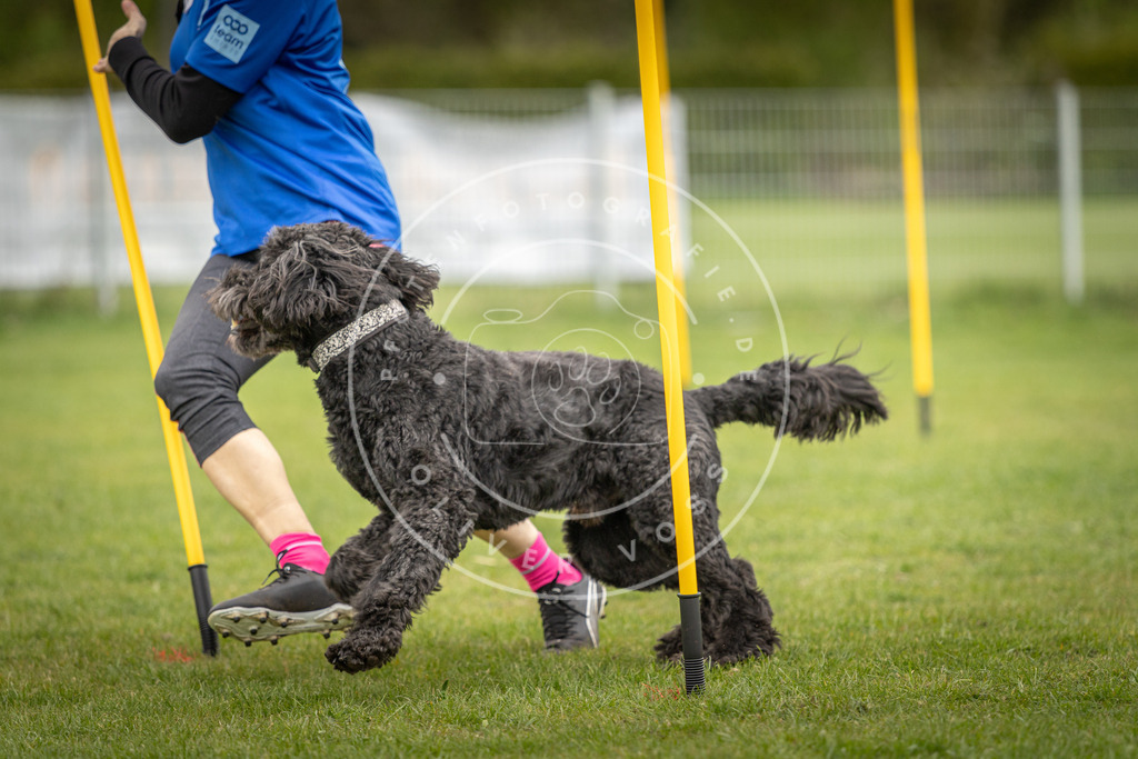 Pfotenfotografie_DV3A0130 | Hundefotografie, Tierfotograf, Pfotenfotografie, Fotoshooting Hund, Hunde Portrait, Hundesport, Hundeportraits, Heideshooting, Hunde, Sportfotograf, Hundefotograf, Turnierhundsport, THS,  - Realisiert mit Pictrs.com