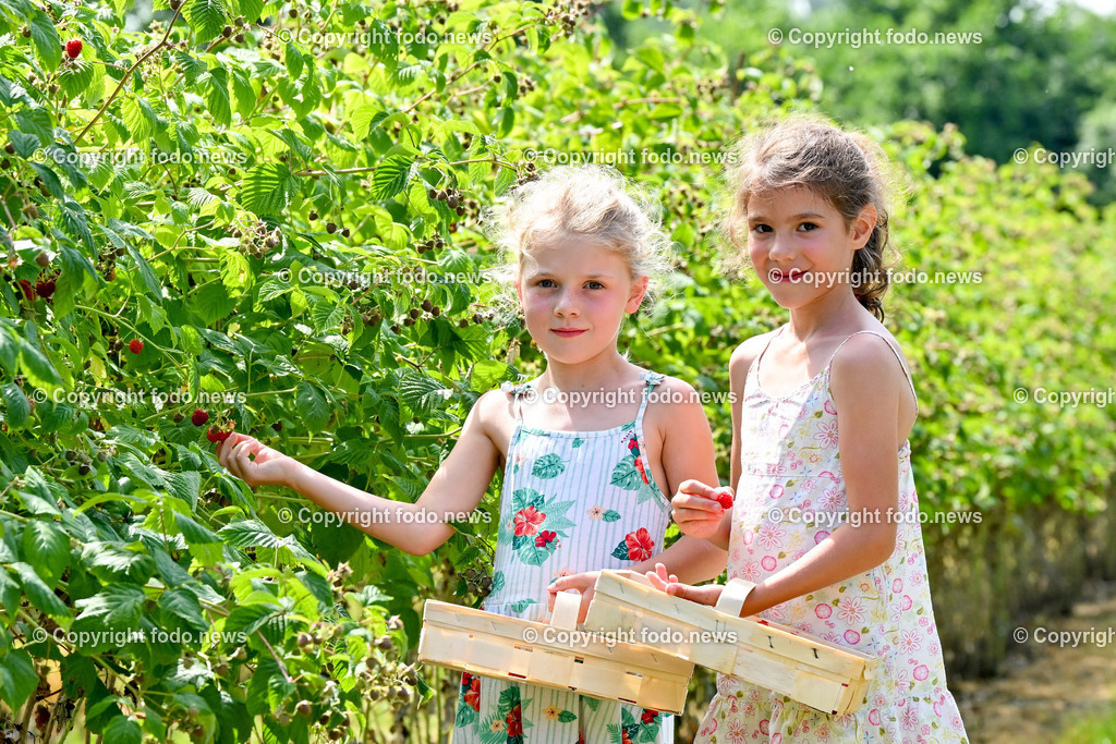 Erdbeeren_ Himbeeren_ Ribisel_ Mayer_ 20.06.2023-2 | 20.06.2023, Raffelding, AUT, Erdbeeren, Himbeeren, Ribisel, Mayer, im Bild Adele und Franziska beim Himbeeren pfluecken