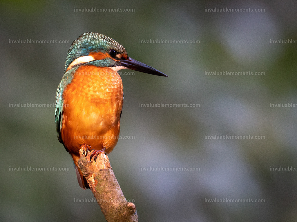 DSC_4433 | invaluablemoments.com - Realisiert mit Pictrs.com