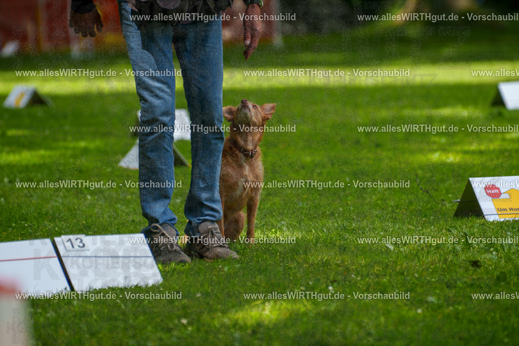 @allesWIRTHgut_Tierfotografie - www.allesWIRTHgut.de - 7R504217 | Professionelle Tierfotografie in Mönchengladbach von Daniel Wirth (allesWIRTHgut). Liebevolle & natürliche Bilder von Hunden & Katzen für unvergessliche Erinnerungen.