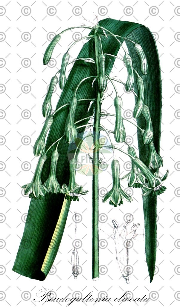 HistAbb_wfo-0000124764_1_ENZY_Simple | Historische Abbildung von Pseudogaltonia clavata - Asparagaceae | Historical Illustration of Pseudogaltonia clavata - Asparagaceae