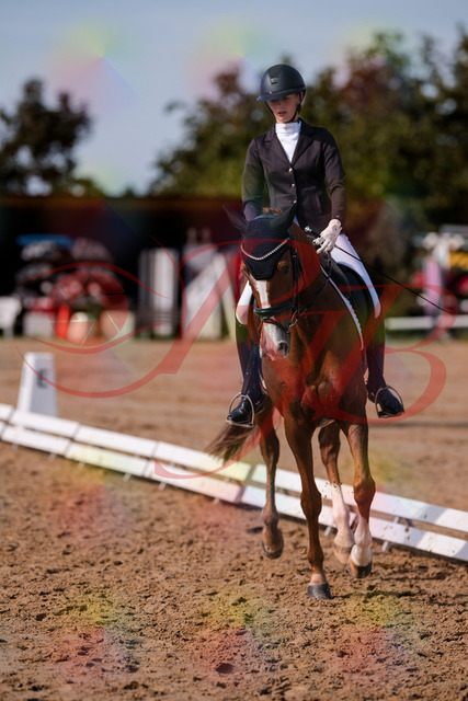 2026_10_03_Siefer-Hof_133220_Z81_88691010 | Professionelle Reitsport-, Turnier- und Eventfotografie von Robert Broda. Galerien mit ausgewählten und bearbeiteten Bildern direkt online ansehen und bestellen.