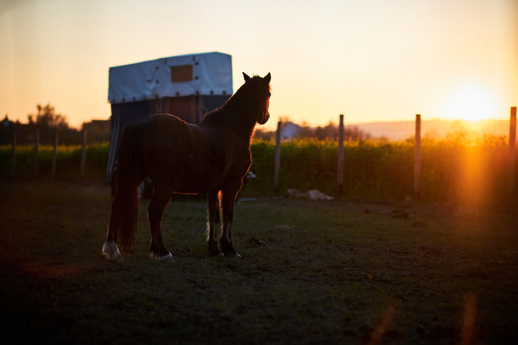 Pony im Abendlicht | Wien, Austria - November 07, 2020: Pony im Abendlicht. - Realisiert mit Pictrs.com
