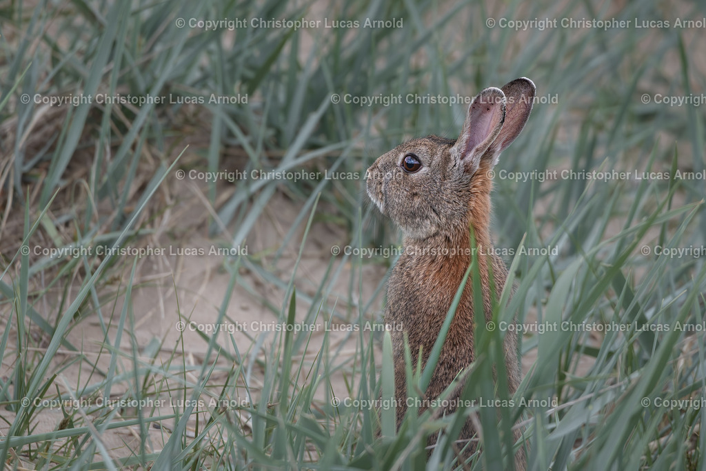 Wildkaninchen | bildkomponist - Realisiert mit Pictrs.com