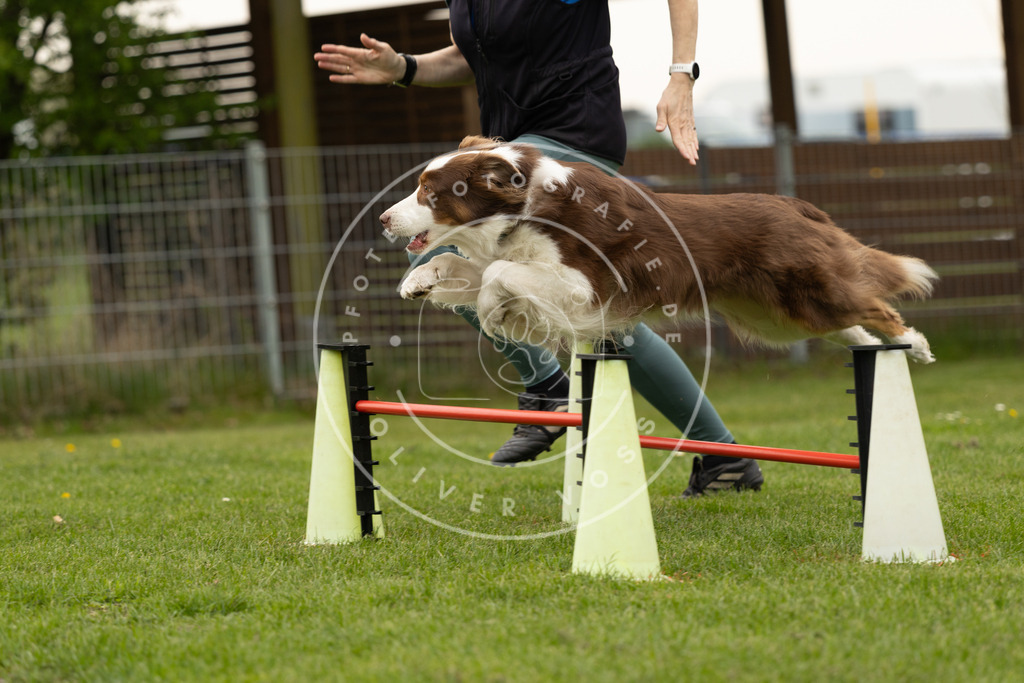Pfotenfotografie_DV3A8938 | Hundefotografie, Tierfotograf, Pfotenfotografie, Fotoshooting Hund, Hunde Portrait, Hundesport, Hundeportraits, Heideshooting, Hunde, Sportfotograf, Hundefotograf, Turnierhundsport, THS,  - Realisiert mit Pictrs.com