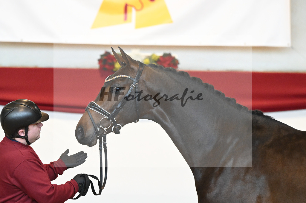 Kat-Nr. 62 Zackerey x Negro_Schep_43231054 | hf-fotografie - Realisiert mit Pictrs.com