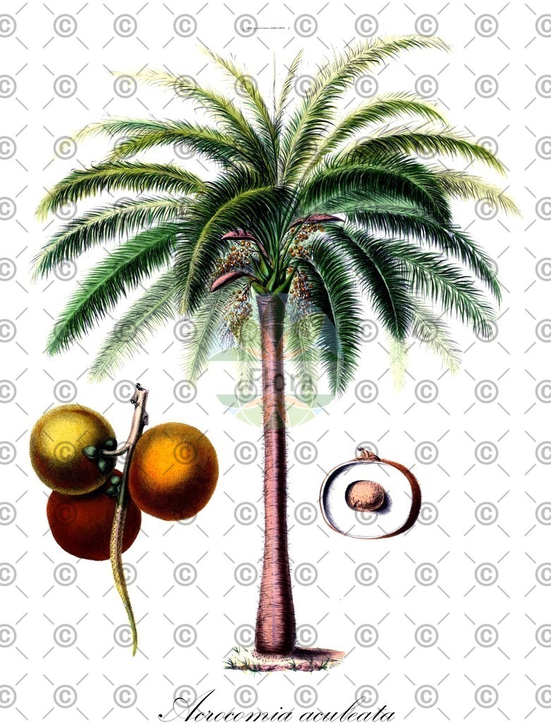 HistAbb_wfo-0000486739_1_ENZY_Simple | Historische Abbildung von Acrocomia aculeata - Arecaceae | Historical Illustration of Acrocomia aculeata - Arecaceae