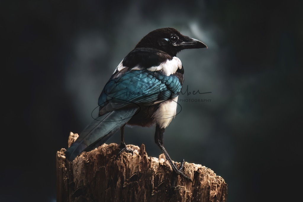 Elster | Simone Sperber, svb-photography,Fotografin,Bilddesignerin,Naturfotografie,Macrofotografie,Tierfotografie,Wildtierfotografie,Ausstellungen,Auftragsfotografie,Kunst,Art,Photographer,Shootings,Bildberatbeitung,Galerie,Shop