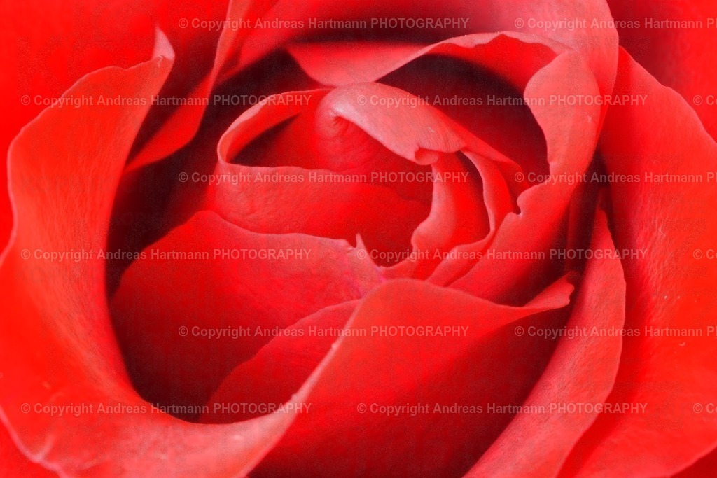 Rote Rosenblüte | Rote Rosenblüte - Realisiert mit Pictrs.com