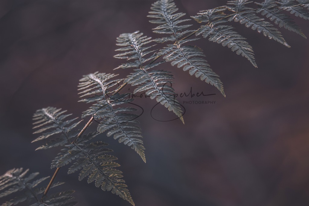 Farn | Simone Sperber, svb-photography,Fotografin,Bilddesignerin,Naturfotografie,Macrofotografie,Tierfotografie,Wildtierfotografie,Ausstellungen,Auftragsfotografie,Kunst,Art,Photographer,Shootings,Bildberatbeitung,Galerie,Shop