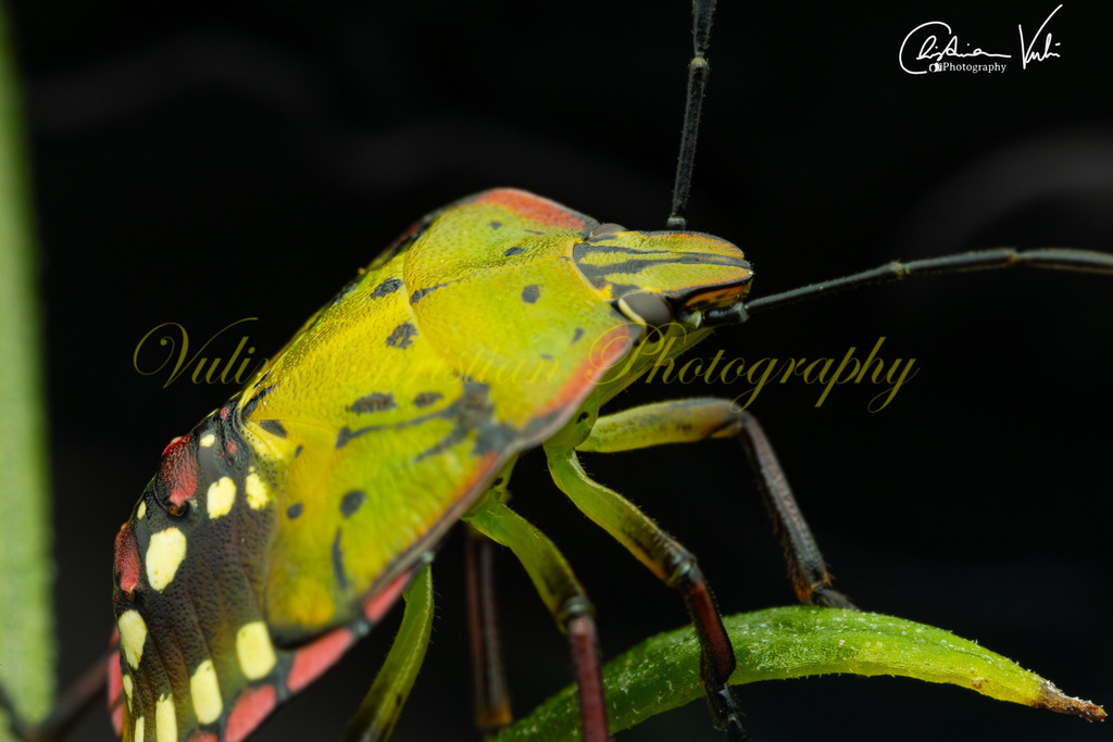 K 11 | Christian Vulin  - Realisiert mit Pictrs.com