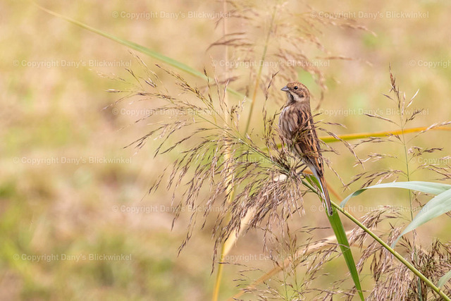 201759 | Tierfotografie, Tierkalender, Tierbilder, Insekten, Spinnen, Vögel, Schmetterling, Libellen, Leinwand, Colorkey, Qualität, Geschenkartikel, Geschenk - Realisiert mit Pictrs.com