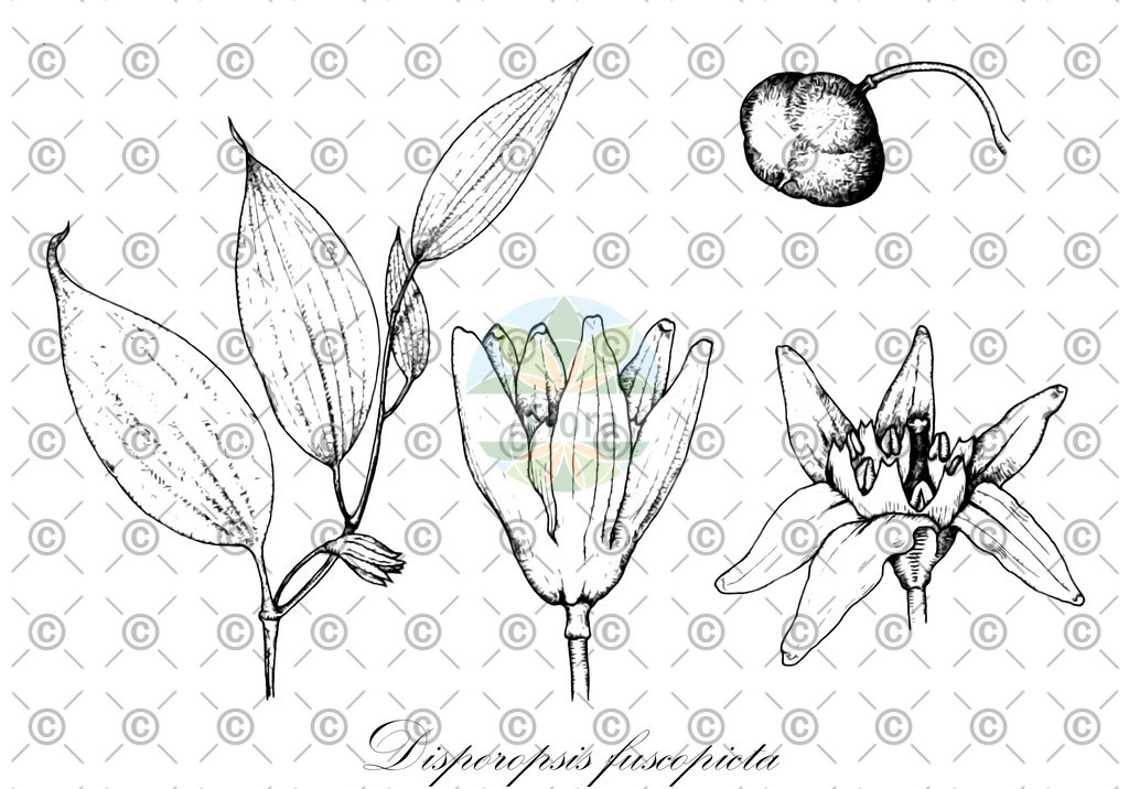 HistAbb_wfo-0000765544_2_ENZY_Simple | Historische Abbildung von Disporopsis fuscopicta - Asparagaceae | Historical Illustration of Disporopsis fuscopicta - Asparagaceae
