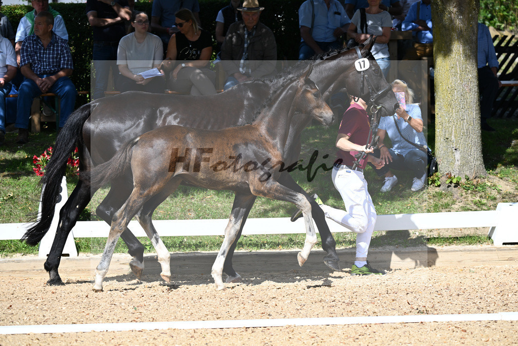 Kat-Nr. 17 HF Floricello x Sir Donnerhall_Zimmermann_27230225 | hf-fotografie - Realisiert mit Pictrs.com