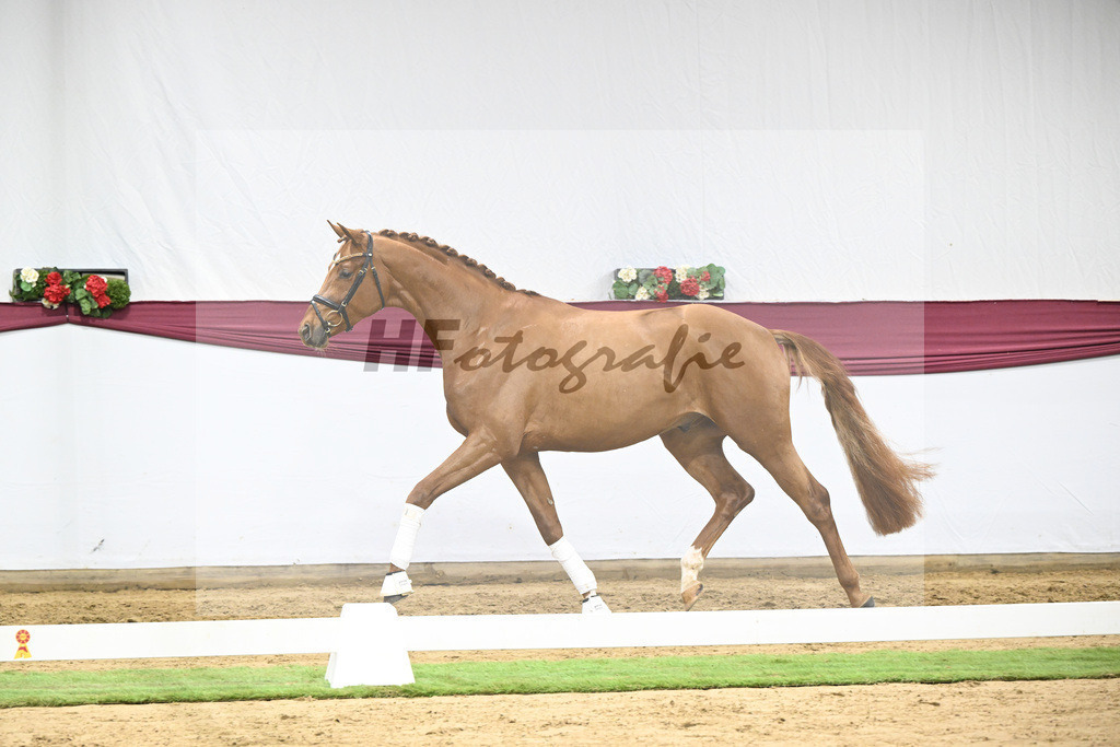 Kat-Nr. 133 Von Und Zu x Locksley III_Sabine Lehner_47254499 | hf-fotografie - Realisiert mit Pictrs.com