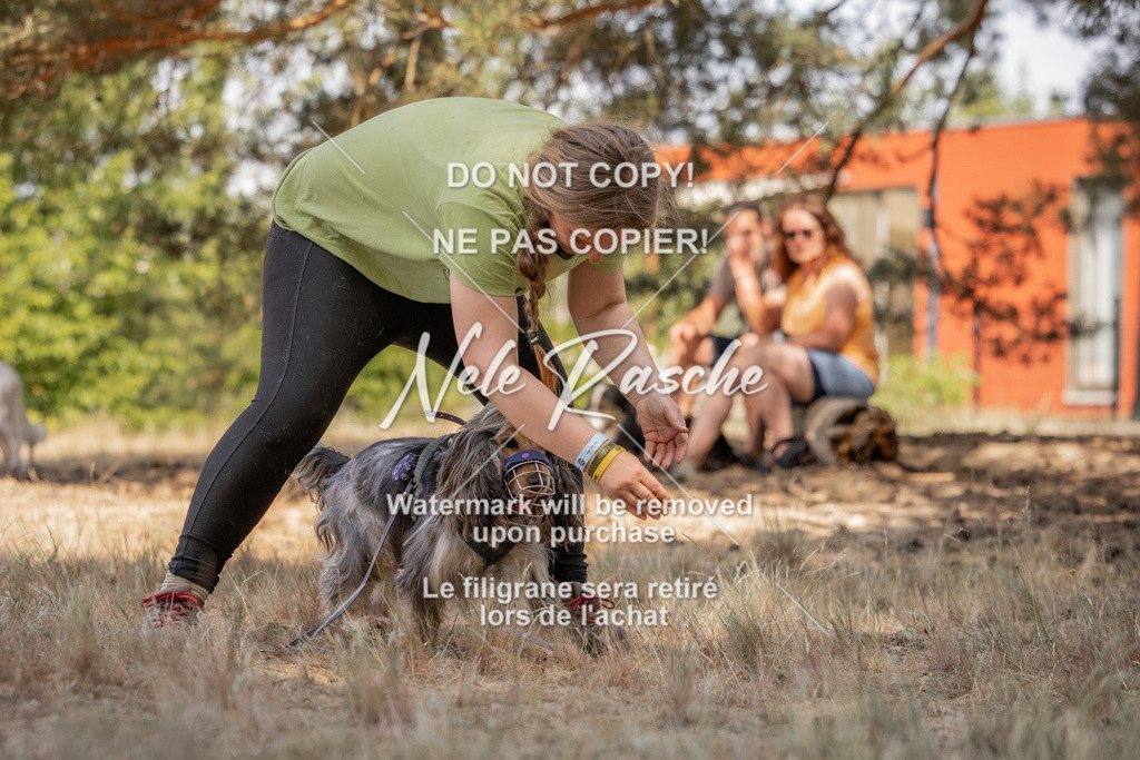 nelerasche_soDD2_364 | nelerasche