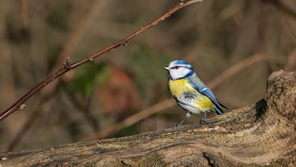 P1003502-Bearbeitet-2024-LR | Natur im Moment - Realisiert mit Pictrs.com