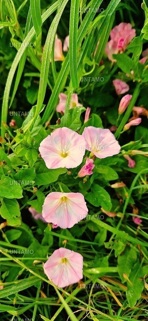 BlütenRosa3er | untamo - Realisiert mit Pictrs.com