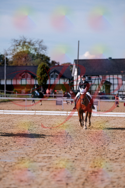 2026_10_03_Siefer-Hof_130107_Z81_52587399 | Professionelle Reitsport-, Turnier- und Eventfotografie von Robert Broda. Galerien mit ausgewählten und bearbeiteten Bildern direkt online ansehen und bestellen.
