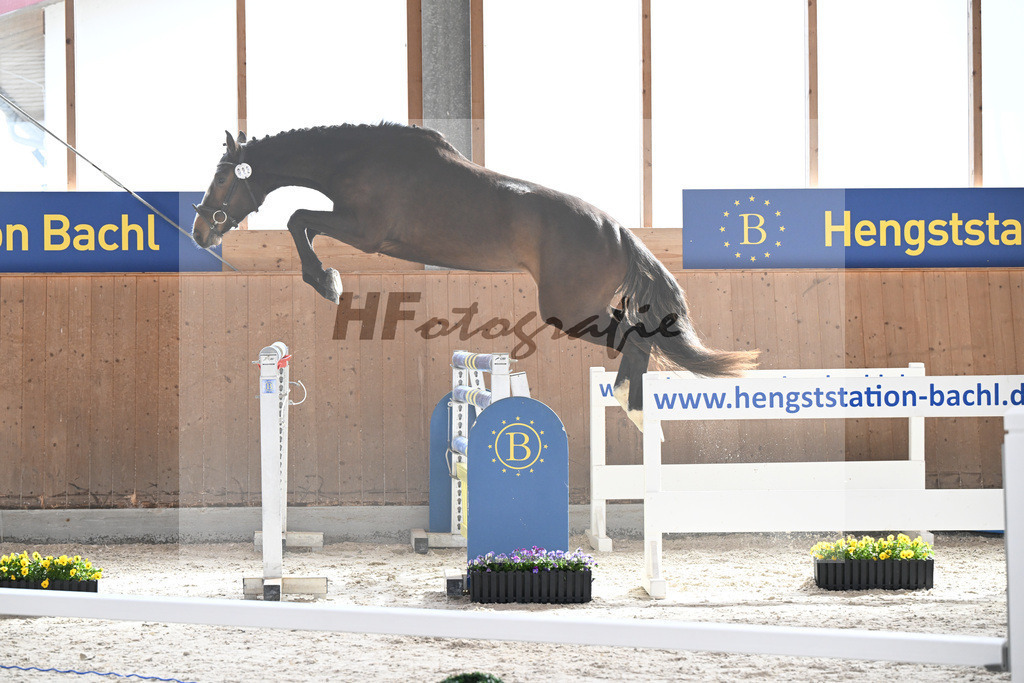Kat-Nr. 22 Carathella v. Limbothello B_Hoffmeister_5250068 | hf-fotografie - Realisiert mit Pictrs.com