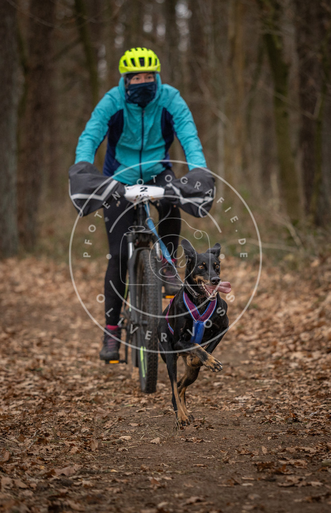 Pfotenfotografie_DV3A7114 | Hundefotografie, Tierfotograf, Pfotenfotografie, Fotoshooting Hund, Hunde Portrait, Hundesport, Hundeportraits, Heideshooting, Hunde, Sportfotograf, Hundefotograf, Turnierhundsport, THS,  - Realisiert mit Pictrs.com