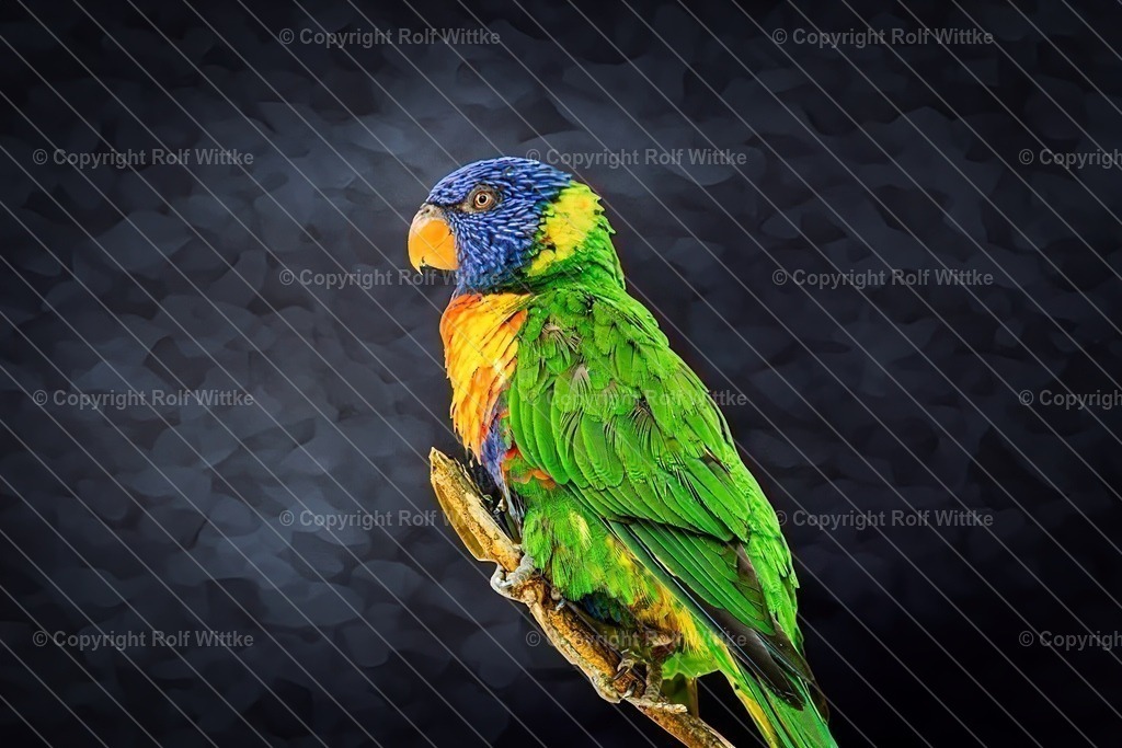 papagei1.3 | Nahaufnahme eine sRegenbogen Lori - Realisiert mit Pictrs.com