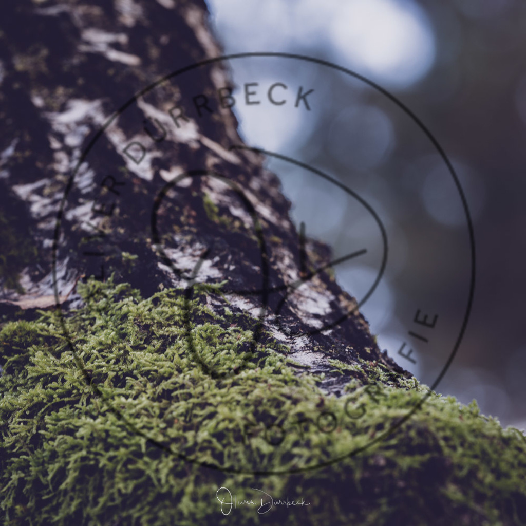 natur-pflanzen-03 | Shop für Kindergartenfotografie und andere Fotoprodukte von Oliver Dürrbeck Fotografie. - Realisiert mit Pictrs.com