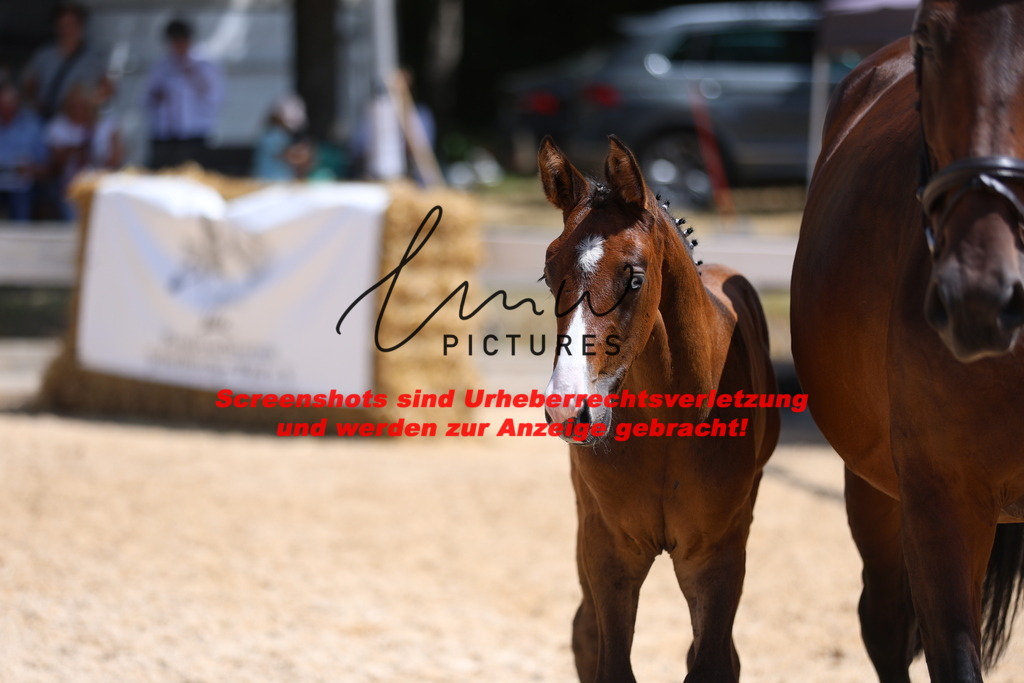 Fohlenschau_Schwäbisch_Hall_springbetonte_Fohlen_KN 32_21 | lmwpictures - Realisiert mit Pictrs.com