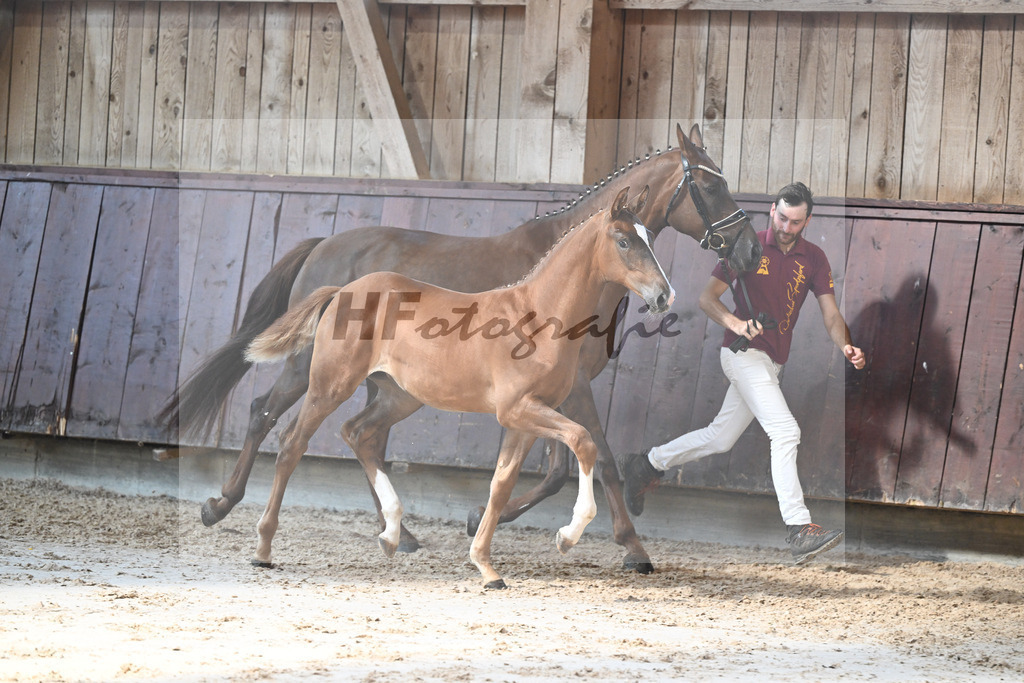 Kat-Nr. 5 Arezzo Man x Conte Cassini_SF_Kraemer_25250545 | hf-fotografie - Realisiert mit Pictrs.com