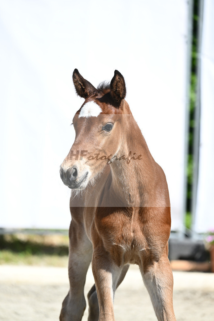 Kat-Nr. 39 HF Kashmir van het Schuttershof_Wagner_12231214 | hf-fotografie - Realizzato con Pictrs.com