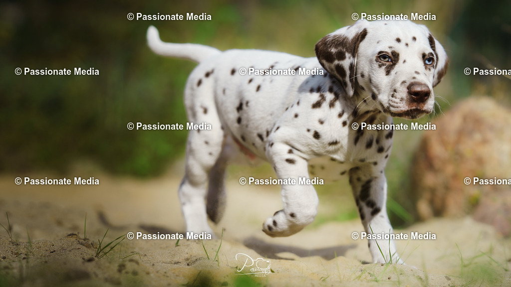 DSC06246 | Passionate Media, dein Fotograf aus Brandenburg, Märkisch Oderland, im Bereich Motorsport, Autos und Motorräder sowie Events und auch Hunde. Shootings oder auch Eventbegleitungen können bei mir gebucht we