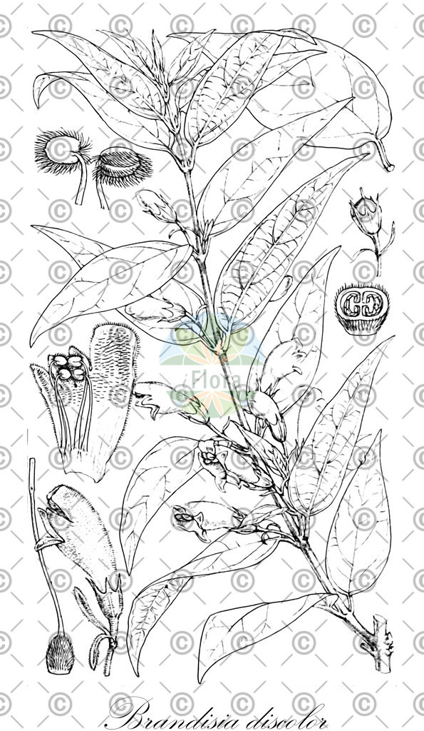 HistAbb_wfo-0000193099_1_ENZY_Simple | Historische Abbildung von Brandisia discolor - Orobanchaceae | Historical Illustration of Brandisia discolor - Orobanchaceae