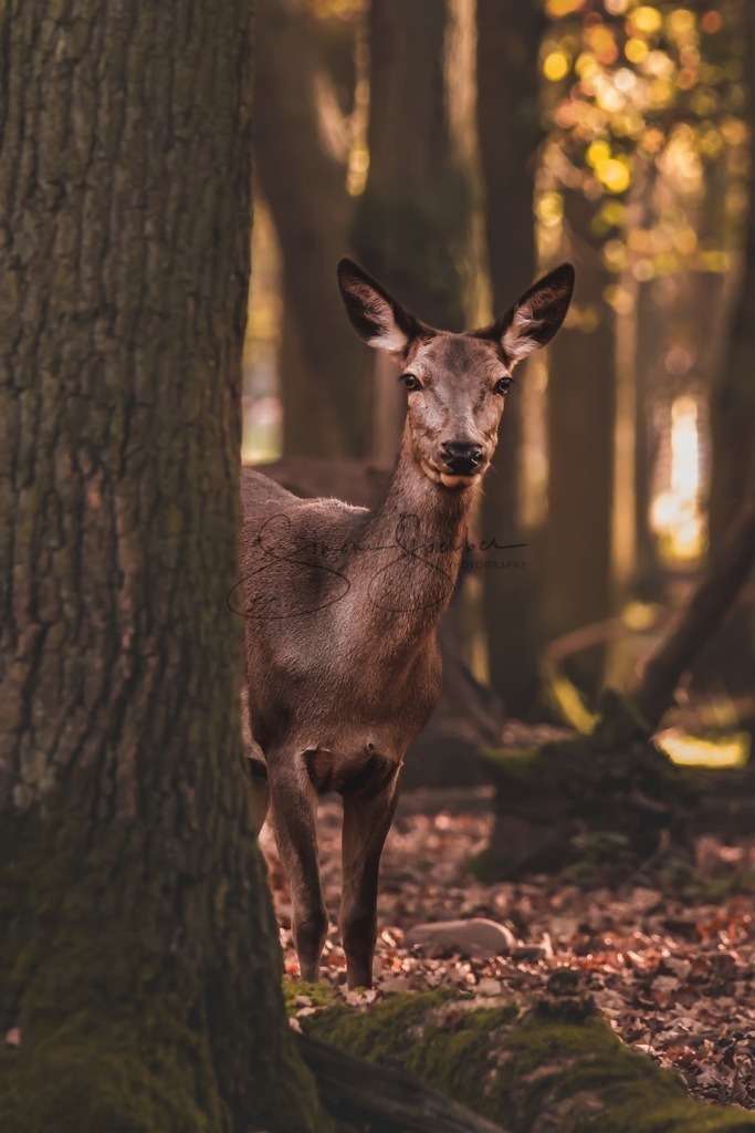 Hirschkuh | Simone Sperber, svb-photography,Fotografin,Bilddesignerin,Naturfotografie,Macrofotografie,Tierfotografie,Wildtierfotografie,Ausstellungen,Auftragsfotografie,Kunst,Art,Photographer,Shootings,Bildberatbeitung,Galerie,Shop