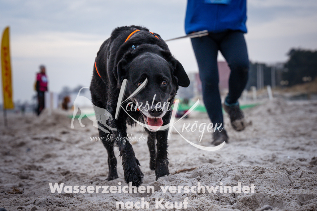 1217_ZZ93254 | kk-dogfotos