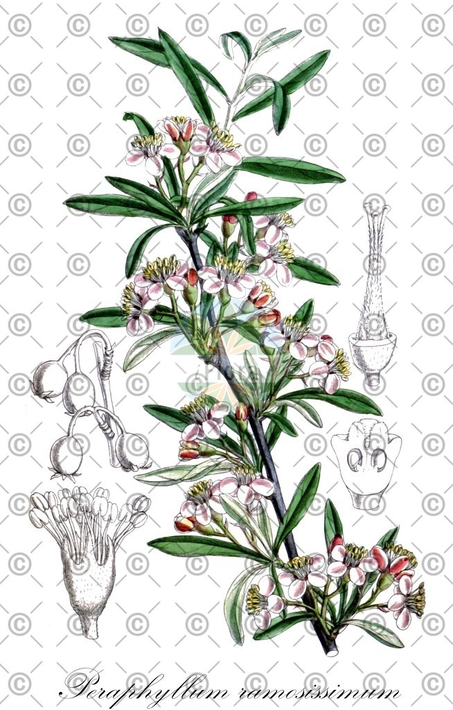 HistAbb_6L3J_1_ENZY_Simple | Historische Abbildung von Peraphyllum ramosissimum - Rosaceae | Historical Illustration of Peraphyllum ramosissimum - Rosaceae