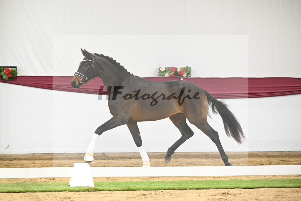 Kat-Nr. 109 Bon Courage x San Remo_Jakob u Martina Reglauer_47253677 | hf-fotografie - Realisiert mit Pictrs.com