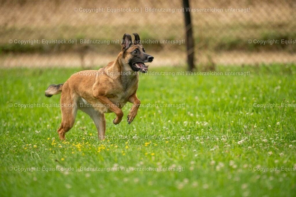 20210728_Schutzhund-in-Bewegung_0019 | Foto: Thomas Hartig