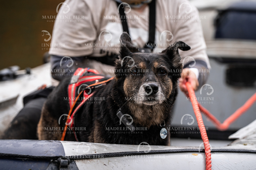madeleinebirr-fotografie2025.campcanis.Startbis9Uhr-243 | hundefotografie-birr