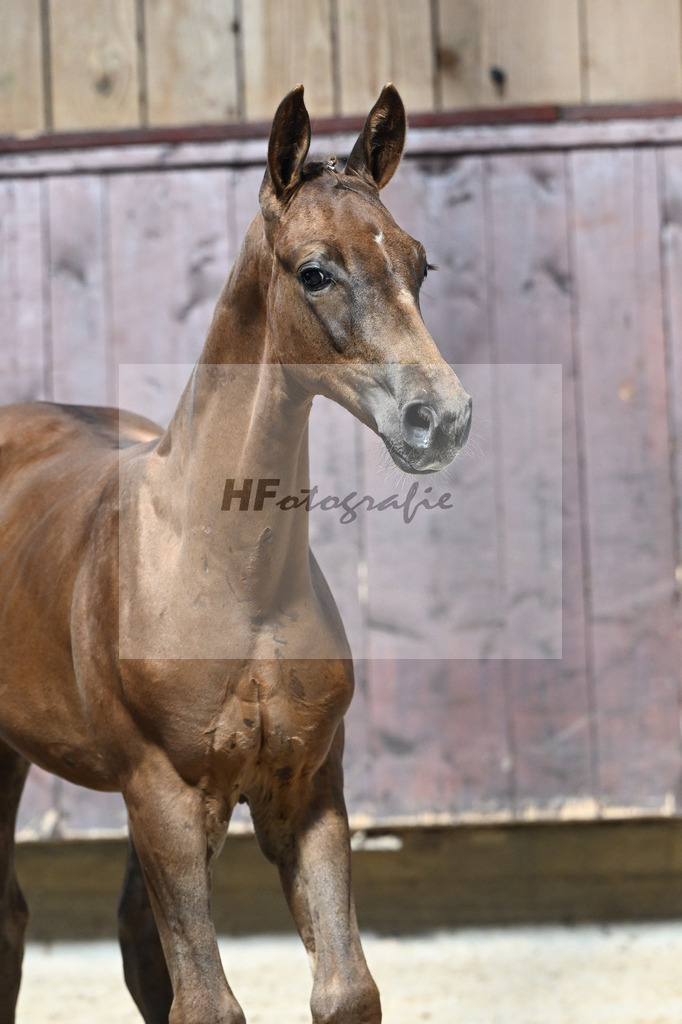 Kat-Nr. 17 Endorphin x Fuerst Piccolo_HF_Rietzler_25250128 | hf-fotografie - Realisiert mit Pictrs.com