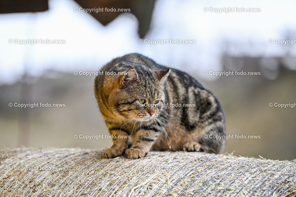 Gnadenhof Wiesmayrgut_ Tiere_ Gunskirchen_ 06.03.2024-22 | 06.03.2024, Gunskirchen, AUT, Gnadenhof Wiesmayrgut, Familie Fuchsberger, Bauernhof, im Bild Landwirtschaft, Lebenshof, Tierasyl, Tiere, Huehner, Hühner, Hennen, Haehne, Hahn, Hähne, Pony, Esel, Katze, Katzen, Kater, Lama, Haustiere, Wildtiere, Nutztiere, Tierheim, Tierschutz
