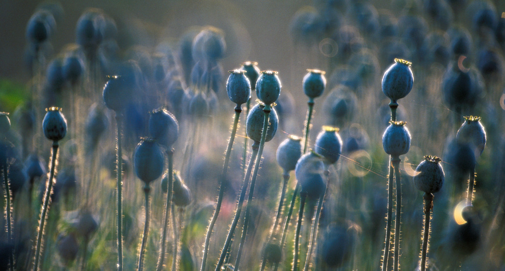 Mohnkapseln im Feld | Europa, Austria, Burgenland, Lafnitztal;Mohnblumenfeld, Schlafmohn - Realisiert mit Pictrs.com