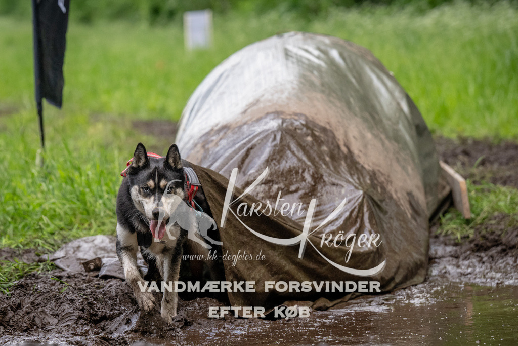 1529_ZZ93781 | kk-dogfotos