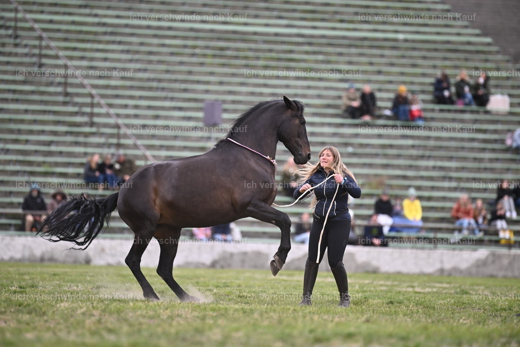 PI26_Show_Sara_Landvogt_226_0938.JPG | working equitationturnier fotograf videograf stoibphotography marixx film working equitation deutschland reitsport turnierfotografie eventfotografie equestrian events