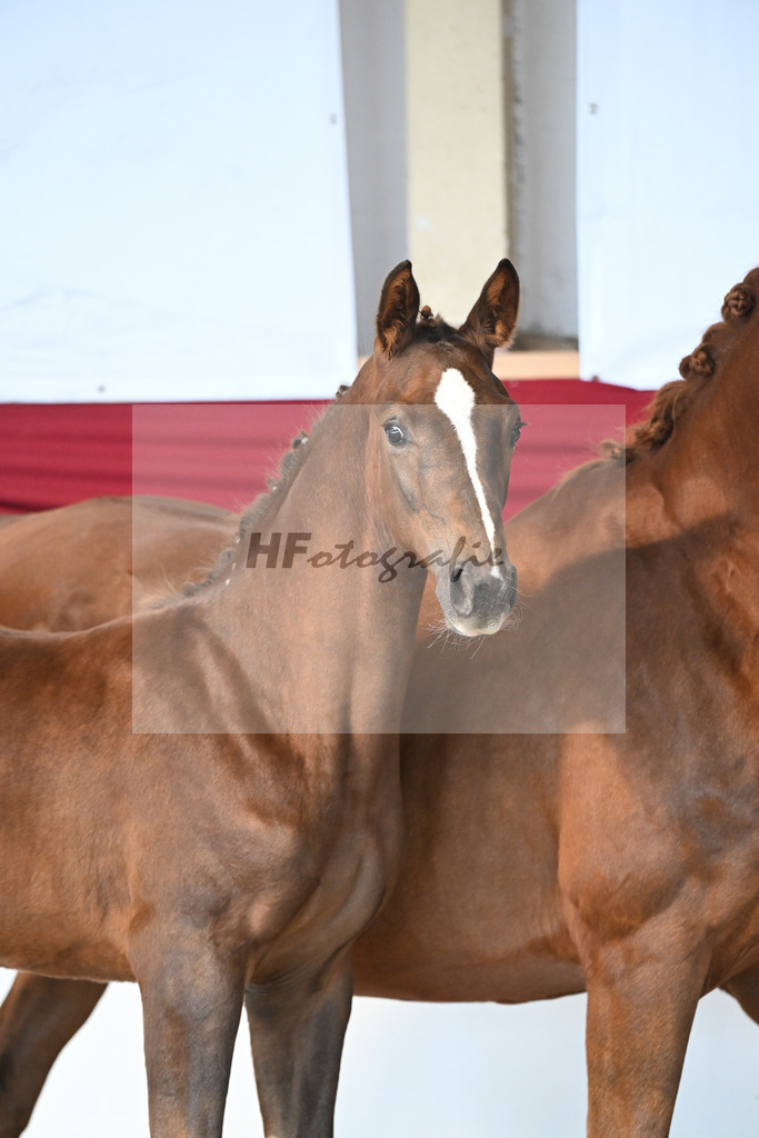 Praesentation Auktionsfohlen_37250218 | hf-fotografie - Realizzato con Pictrs.com