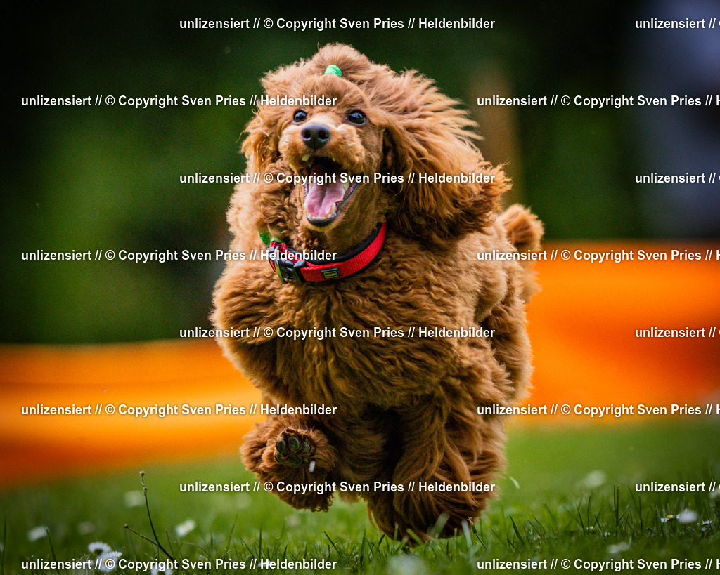 Sven Pries | 2025-05-29 - Pudelrennen KA-Durlach - Realisiert mit Pictrs.com