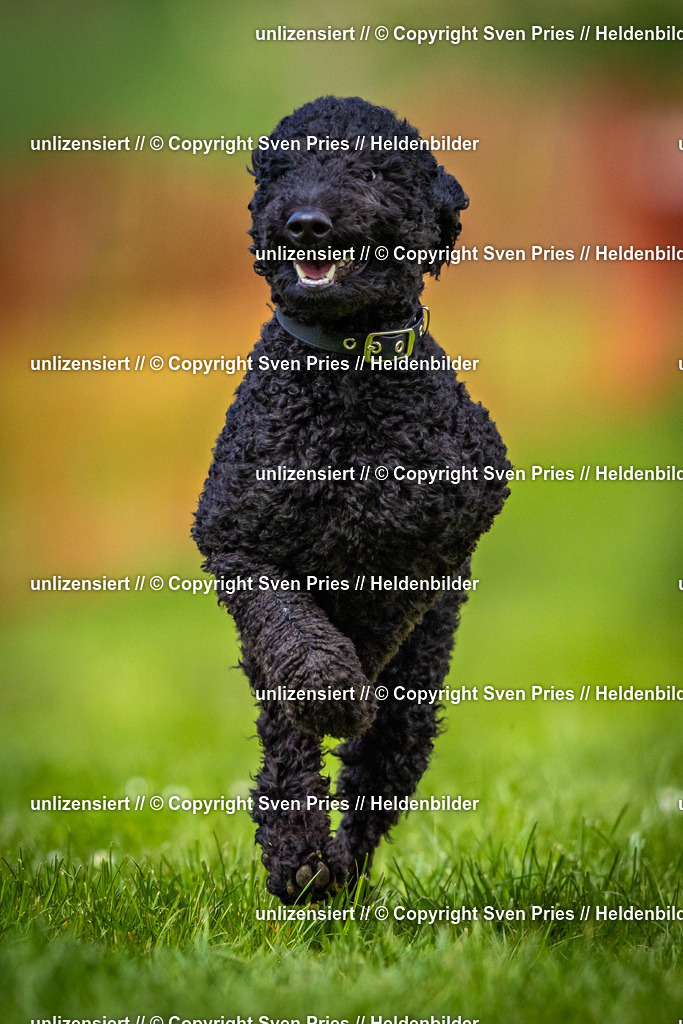 Sven Pries | 2025-04-13 - Hunderennen Baden-Baden - Realisiert mit Pictrs.com