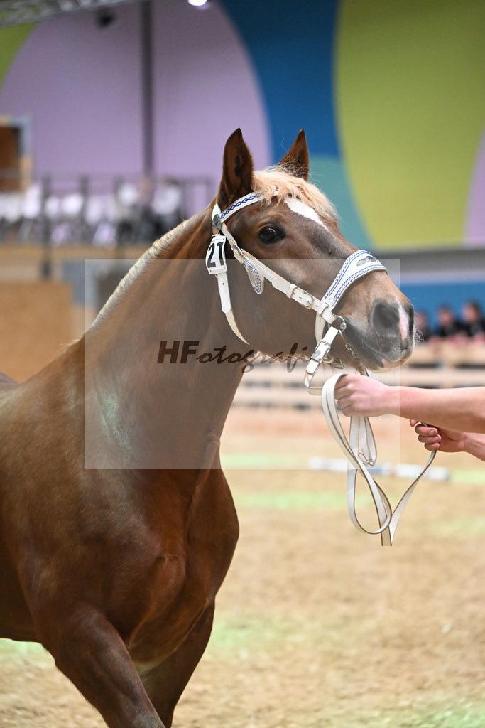 Kat-Nr. 21 Heleni v. Sultan_Hoeck_1260300 | hf-fotografie - Realisiert mit Pictrs.com